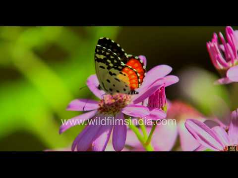 Red Pierrot butterfly and Handmaiden Moth feeding on pink wildflowers thumbnail