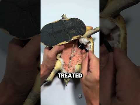 This Turtle Was More Than Just a Pet… thumbnail