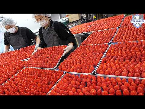 딸기 덕후들에게 바칩니다!! 취향저격 딸기 디저트 대량생산 / Amazing Korean Strawberry Dessert Making thumbnail