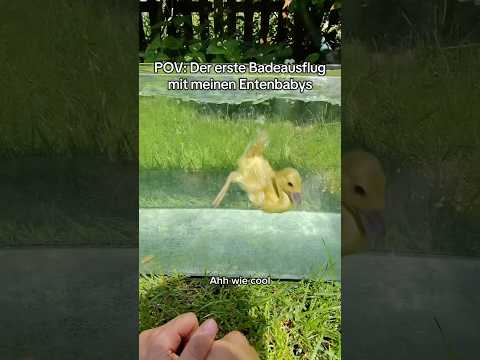 So viel Neues für die kleinen 🐣🌱 #pov #ente #baden #garten #pflanzen thumbnail
