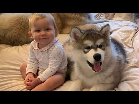 Adorable Puppy And Baby Play Together! (Cutest Ever!!) thumbnail
