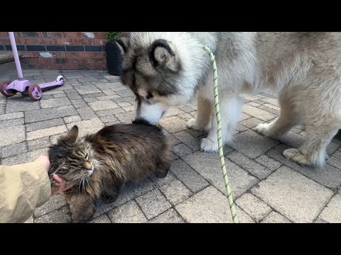 What Happened To Our Adopted Cat?? thumbnail