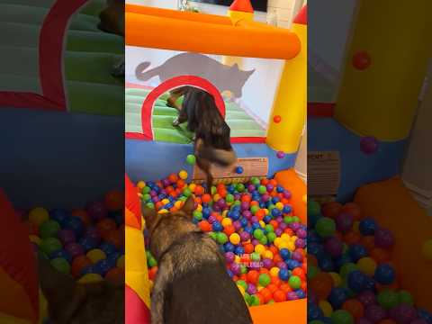 GSDs vs Bounce House thumbnail