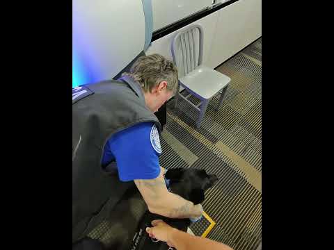 POV: Going Through TSA With My Service Dog thumbnail