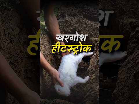 खरगोश हीटस्ट्रोक || आचार्य प्रशांत thumbnail