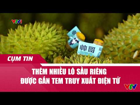 Thêm nhiều lô sầu riêng được gắn tem truy xuất điện tử | Cụm tin | VTV24 thumbnail