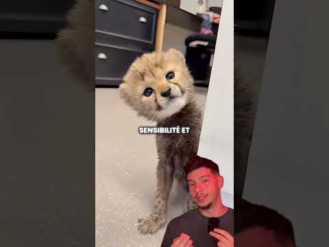 Pourquoi il y a un chien dans l'enclos du guépard ?? #animaux #guepard #chien #zoo thumbnail