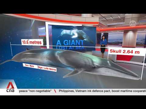 Omura's whale carcass found in Singapore last year sheds light on lesser-known species thumbnail