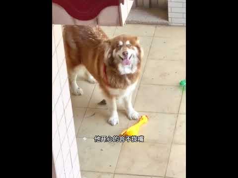 还记得那只被邻居小姐姐隔空投喂一个半月的阿拉斯加吗？ #animals #主人 #动物救助 #寵物友善日常 #pets #搞笑 #感人壹幕 #日常 #cute thumbnail