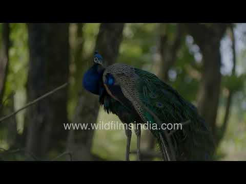 Indian Peacock foraging in Kaziranga National Park, Assam thumbnail