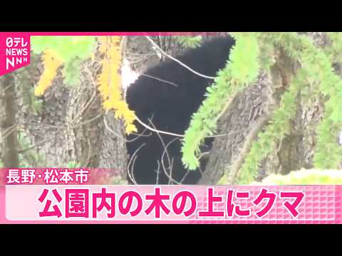【公園内の木の上にクマ】一時居座るも捕獲  長野･松本市 thumbnail