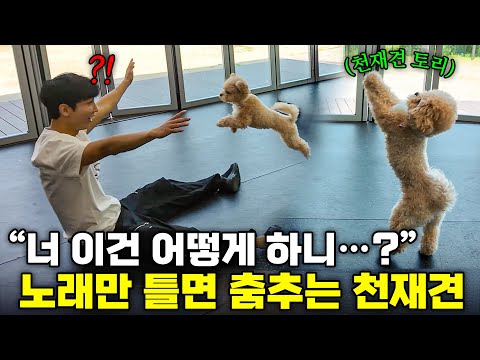 이대로면 세계 대회 1등이야...! 천재견의 놀라운 반응 thumbnail