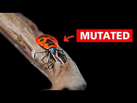 The Mutated Animals of Chernobyl thumbnail