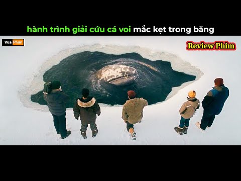 Hành trình giải cứu cá voi mắc kẹt trong băng - Review phim thumbnail