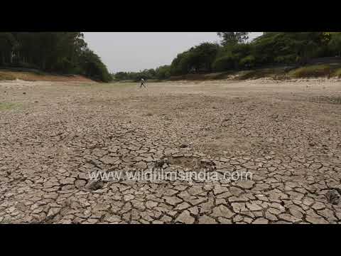 Cracked wetlands and migratory birds struggling at Sanjay Lake Delhi thumbnail