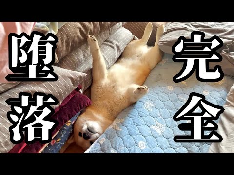 実家に帰省した柴犬が毎日遊び三昧で、完全堕落してしまいました thumbnail