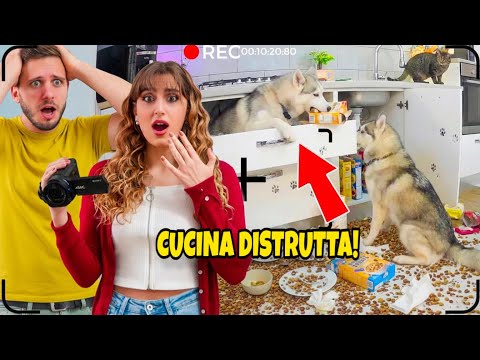 SPIAMO i nostri CANI per 24H mentre sono a CASA da SOLI! 😱🐶😳 thumbnail
