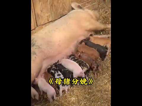 母猪第一次生产，大叔全程暖心陪护，最终生下14只小猪崽#猪 #animals   #pigeon thumbnail