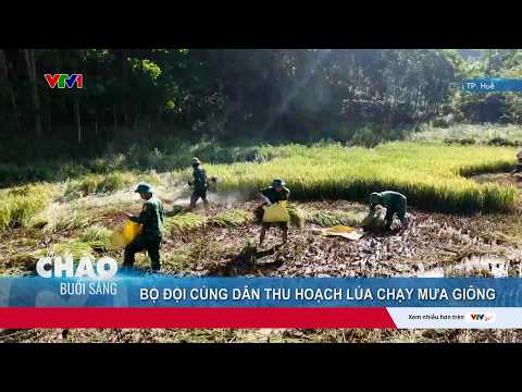 Bộ đội Biên phòng TP. Huế cùng người dân thu hoạch lúa chạy mưa giông | VTV24 thumbnail