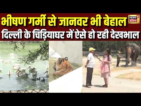 Delhi: गर्मी से इंसानों के साथ जानवर भी बेहाल...दिल्ली के चिड़ियाघर में ऐसे हो रही देखभाल | N18V thumbnail