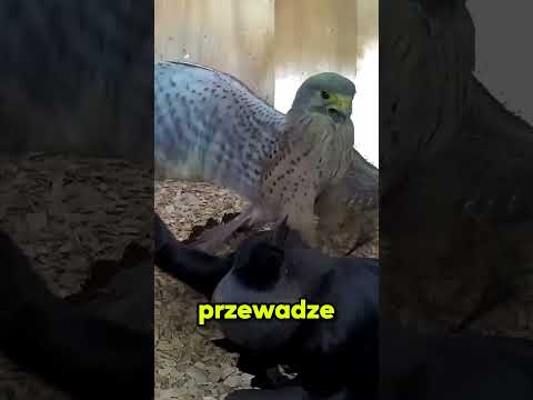 **„Walka pustułki z wronami o gniazdo”** 🐦🔥 thumbnail
