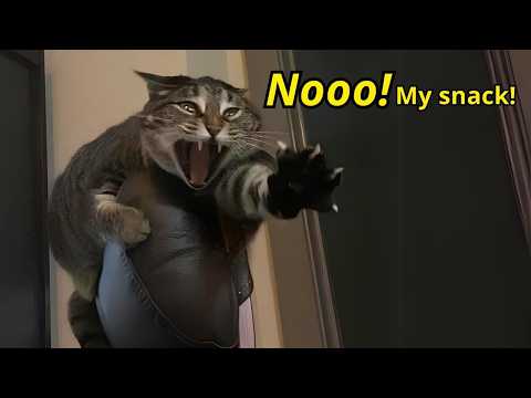 No One Listened… Until The Black Cat DEMANDED To Speak ?? thumbnail