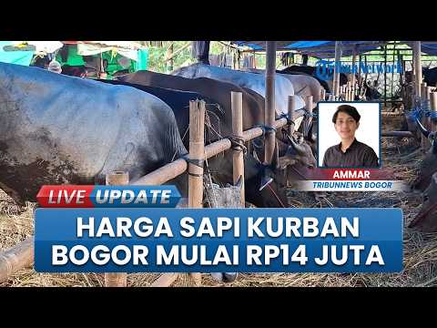 Penjualan Hewan Kurban Jelang Idul Adha 2026 di Bogor, Sejumlah Sapi Dijual Per-ekor Mulai Rp14 Juta thumbnail