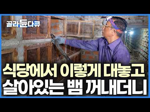 이곳에 2,000마리가 바글바글, 케이지 안 부화부터 탈피까지 주문 즉시 코브라 잡는 베트남 뱀 식장의 양식장 | 극한직업 | #골라듄다큐 thumbnail