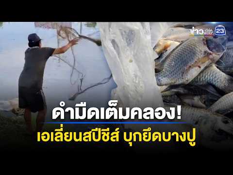 ปลาหมอคางดำยึดคลอง วอนรัฐเร่งแก้ปัญหา l ข่าวเที่ยงเวิร์คพอยท์ l 1 มิ.ย.69 thumbnail