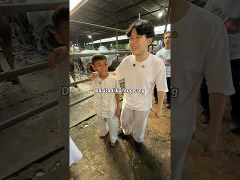 Sapi qurban thumbnail