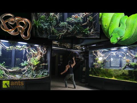 I Added a Snake Into My  Rainforest Vivarium thumbnail