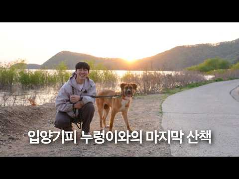 보호소 입양기피 누렁이와 함께하는 마지막 산책 #견생역전_에나 #누렁이 thumbnail