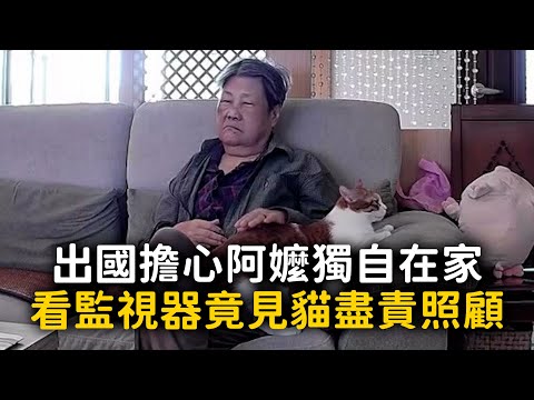 出國擔心阿嬤獨自在家　看監視器竟見貓盡責照顧 thumbnail
