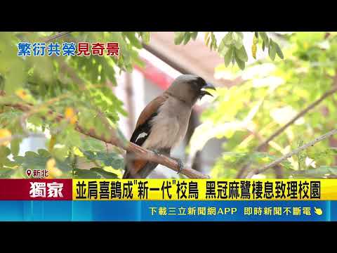 致理大學NPC"地瓜"闖教室聽課 學生瘋拍! 校方籲:勿強行捕捉｜三立新聞網 SETN.com thumbnail