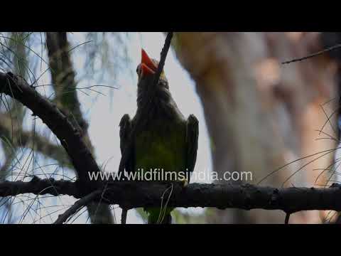 Brown-headed Barbet scanning its surroundings from a perch thumbnail