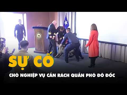 Chó nghiệp vụ phải 'học lại' vì cắn rách quần phó đô đốc Hải quân Chile thumbnail