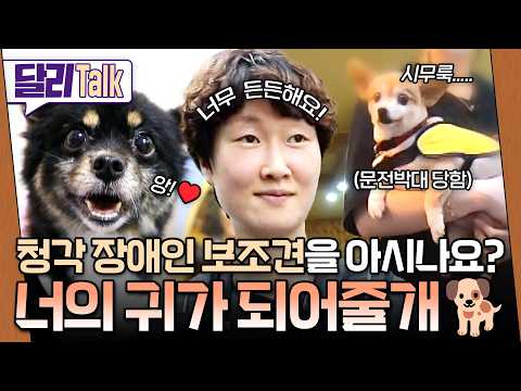 [🗨️#달리Talk] 나만 믿으시개🐶 '청각 장애인 보조견' 부터 '치료견'까지!  인간에게 도움이 되는 멋진 멍뭉이들의 이야기🐕 #SBS스페셜 #달리톡 #달리 #DALI thumbnail
