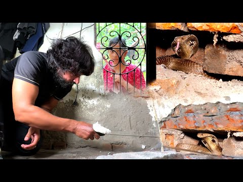 देखिए भयानक काला कोबरा सांप, इस घर में कैसे घात लगाए बैठा था..?? Dangerous Black Cobra Snake Rescue thumbnail