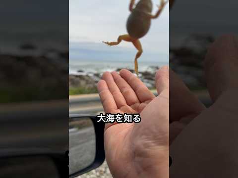 井の中の蛙に大海を知らせてみた thumbnail