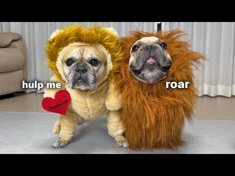 4 Years Of The Funniest Halloween Costumes In Under 4 Minutes thumbnail