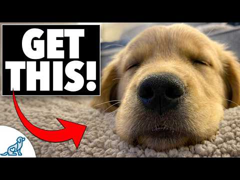 How to Tire Out Your Hyper Puppy & What They ACTUALLY Need… thumbnail