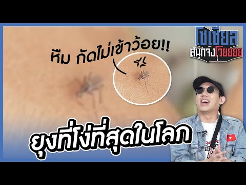 ยุงที่โง่ที่สุดในโลก!! : โซเชียลสนุกจังโว้ย l VRZO thumbnail