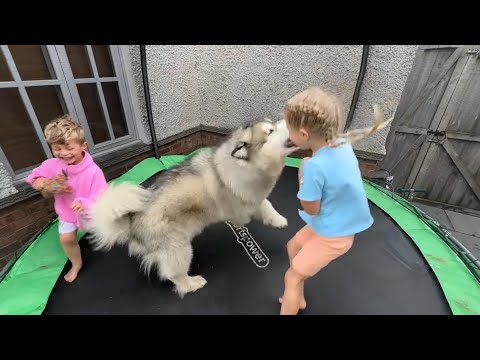 Dog Goes Crazy For Trampolines!! (Cutest Ever!!) thumbnail