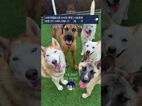 4개월간 140마리 입양을 보내느라 남아있는 아이들 사료창고가 비어버렸어요... 브라운입양센터 #견생역전 thumbnail