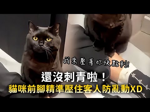 還沒刺青啦！　貓咪前腳精準壓住客人防亂動XD thumbnail