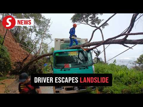 Driver escapes unhurt after tree crashes onto lorry in Telupid landslide thumbnail