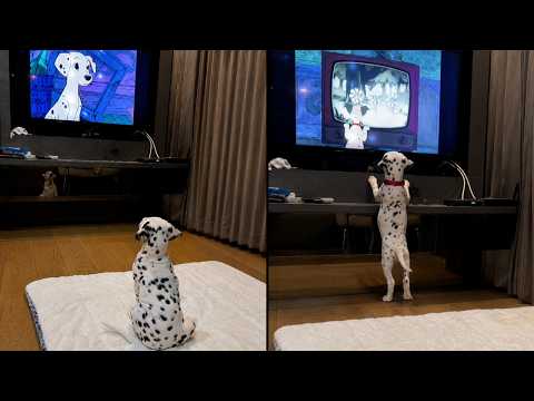 Dalmatian Puppy Can't Take His Eyes Off The TV thumbnail
