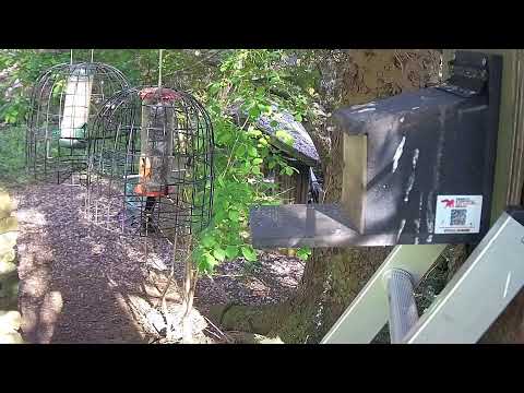 More Live Nature Live Stream thumbnail