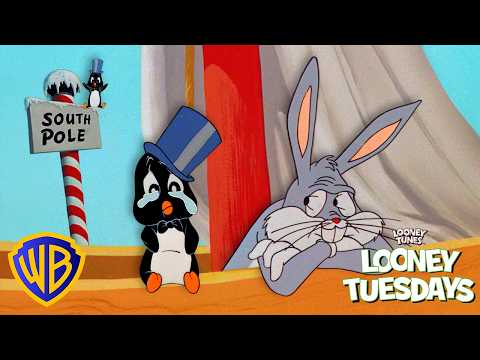 ¿Podrá Bugs Bunny ayudar al bebé pingüino PERDIDO?! 🐧❄️ | Martes con los Looney | @WBKidsLatino thumbnail