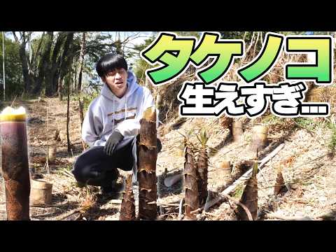 自宅にタケノコが生えすぎてヤバイ【豊作】 thumbnail